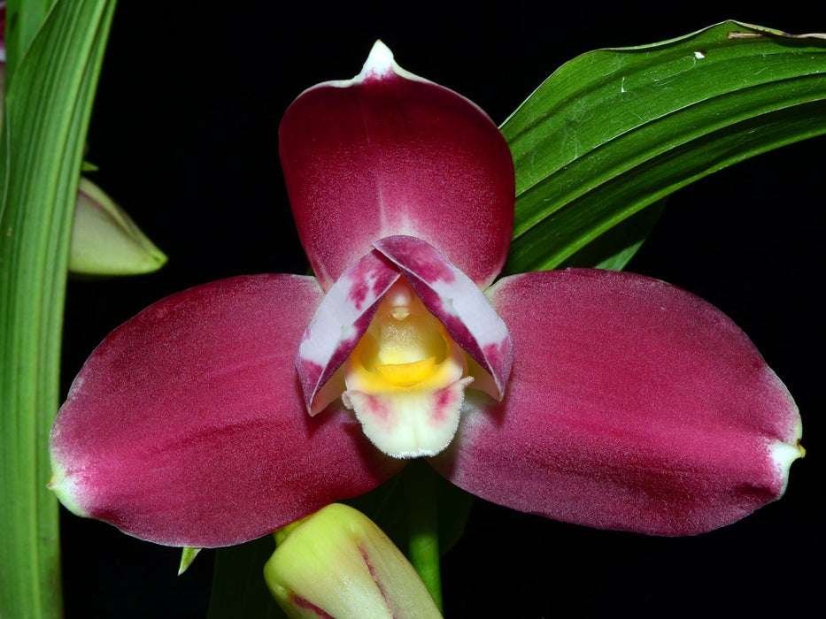 Lycaste Full Moon