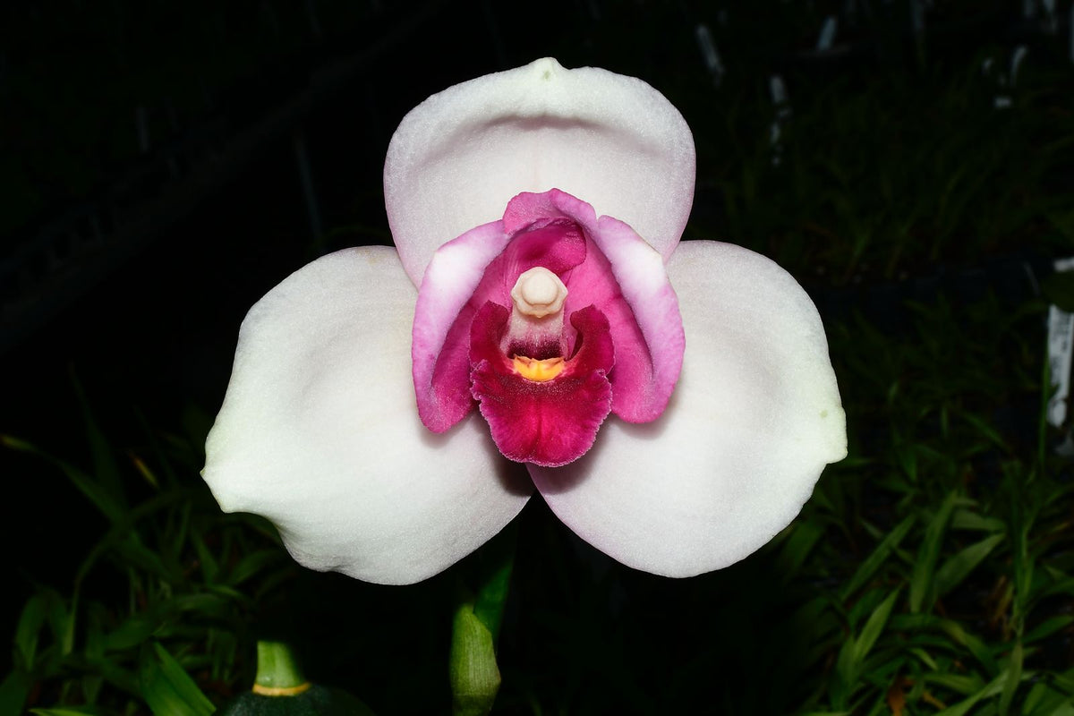 Lycaste Shoalhaven 'W-1' x Shoalheaven 'Kyoto' SM/JOGA 4N x 4N