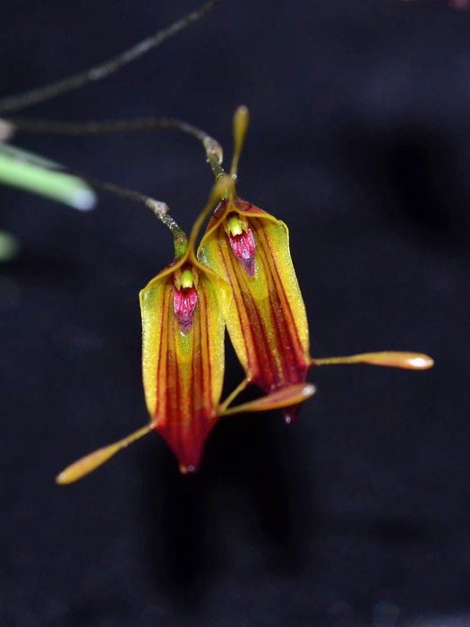 Trisetella triglochin