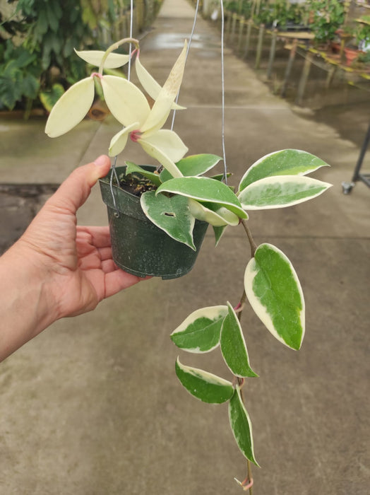 Hoya carnosa 'Krimson Queen'