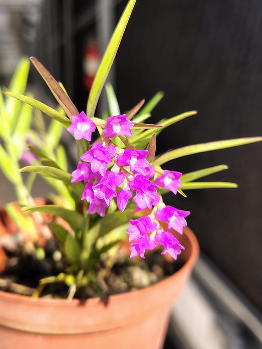 Isochilus linearis