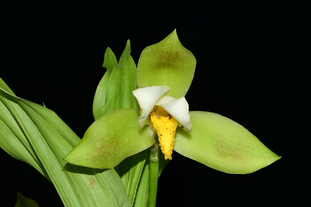 Lycaste deppei var. viridis