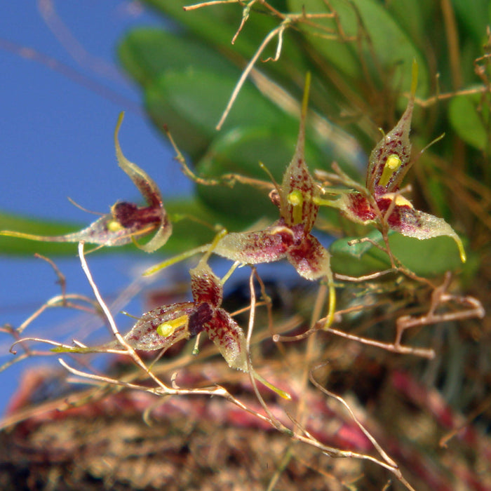 Specklinia schudelii