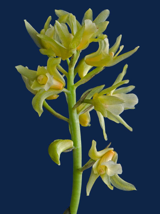 Xylobium pallidiflorum