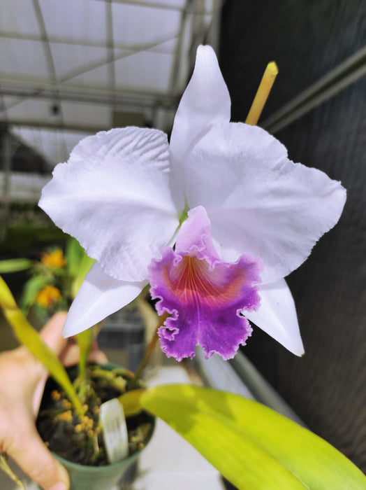 Cattleya quadricolor f. coerulea