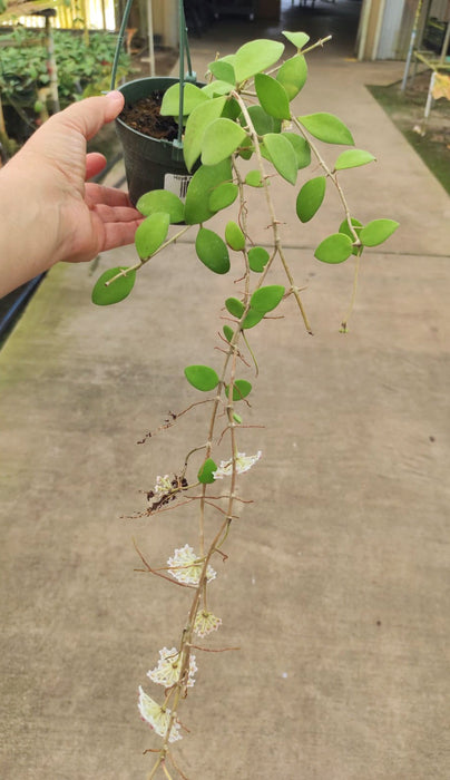 Hoya nummularioides