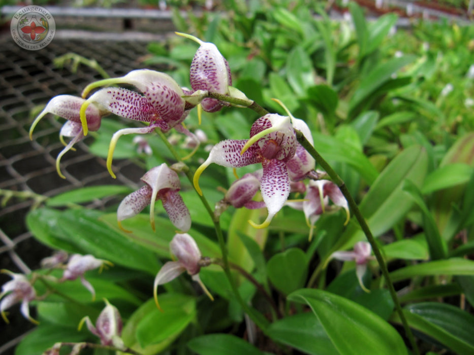 Masdevallia pachyura big