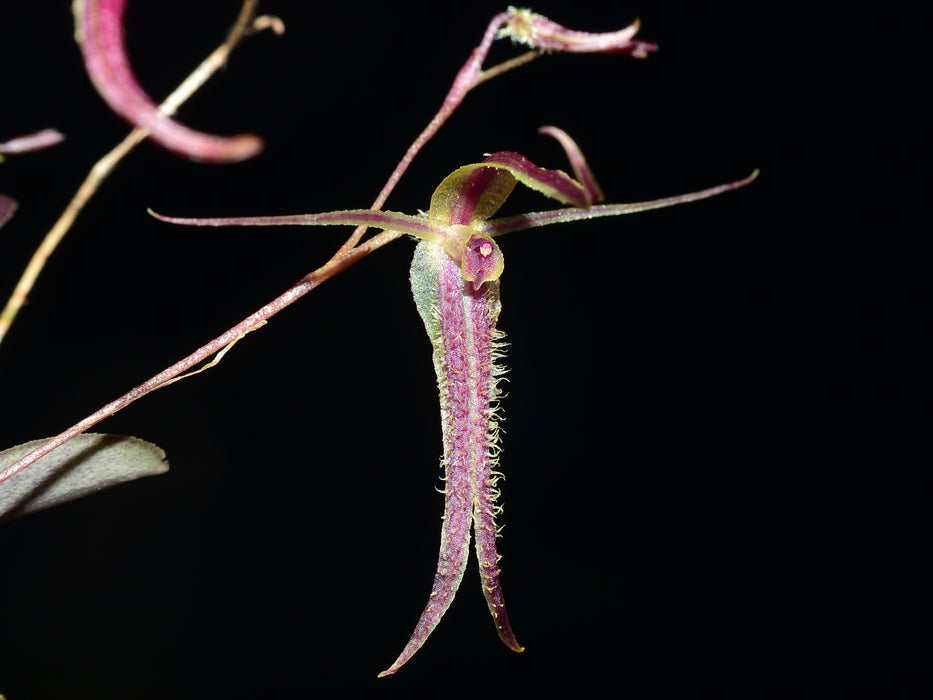 Andinia schizopogon