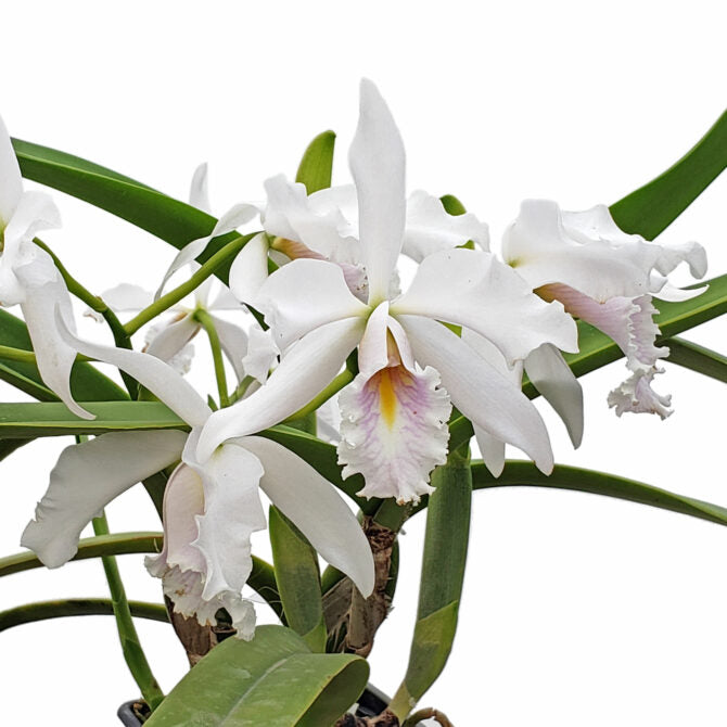 Cattleya maxima 'Munequita' x 'Roy' alba