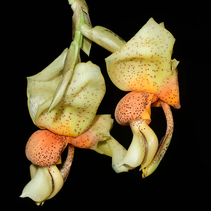 Stanhopea saccata