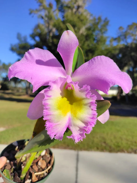 Rhyncholaeliocattleya Grace Carmen Tolentino