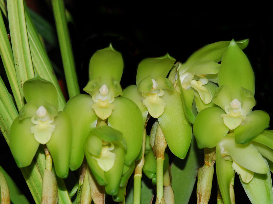 Lycaste ciliata '#001935' 4N