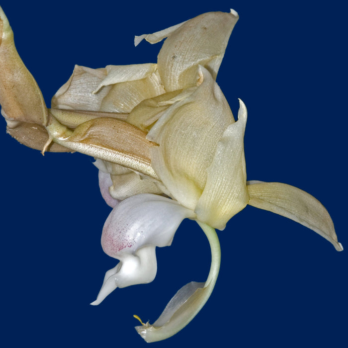 Stanhopea reichenbachiana