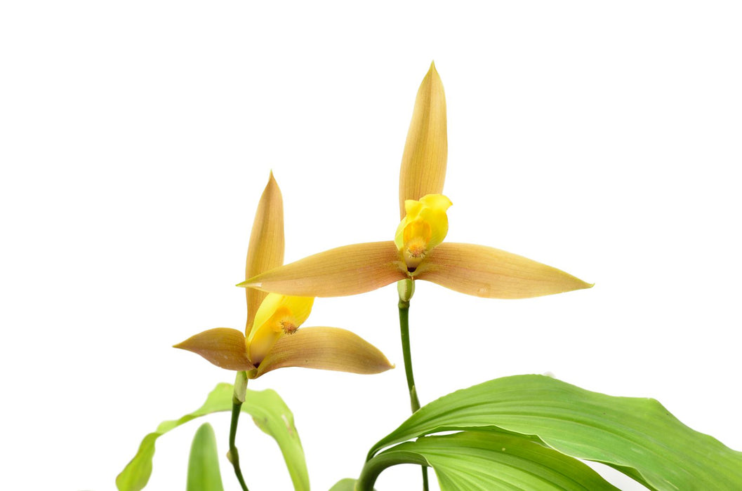 13381c Lycaste lasioglossa (13381 x 13382) — Ecuagenera USA Corp