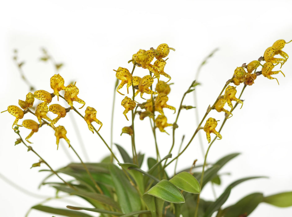 Masdevallia pachyura f. pardinella