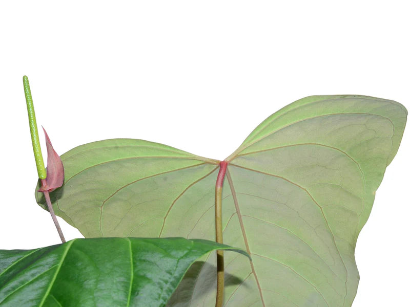 Anthurium Dragon Soul