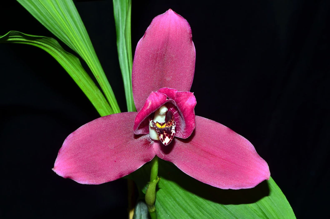 Lycaste Lycaste John Ezzy (Shoalhaven 'Moriyama #1' x 'Koolena Elva') GS516