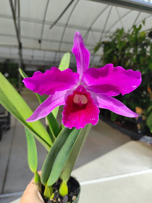 Laelia purpurata Rubra x Sanguinea