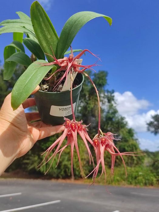 Bulbophyllum sanguineopunctatum