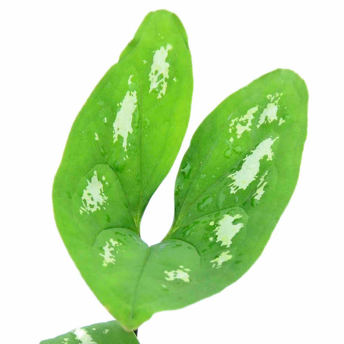 Ulearum donburnsii 'Silver Cloud'