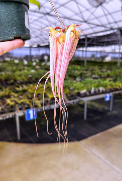 Bulbophyllum longissimum