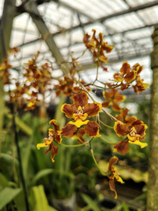 Oncidium panilabre