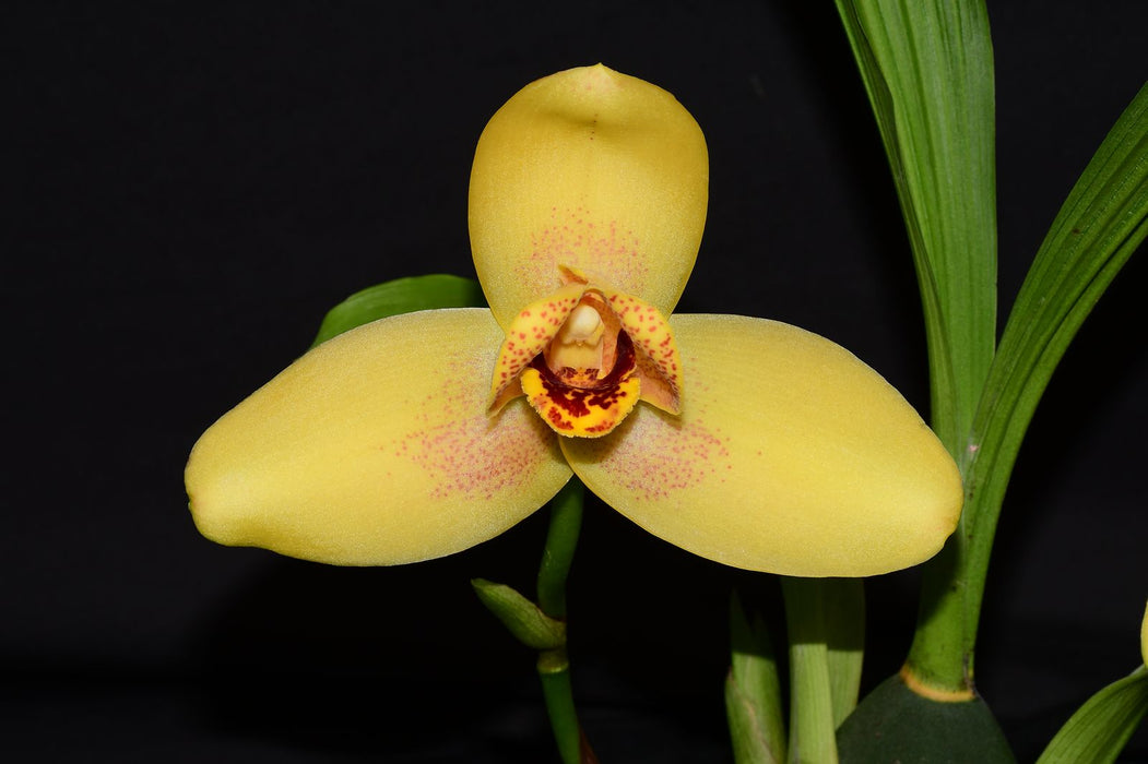 Lycaste Reina Del Cisne x Muromachi