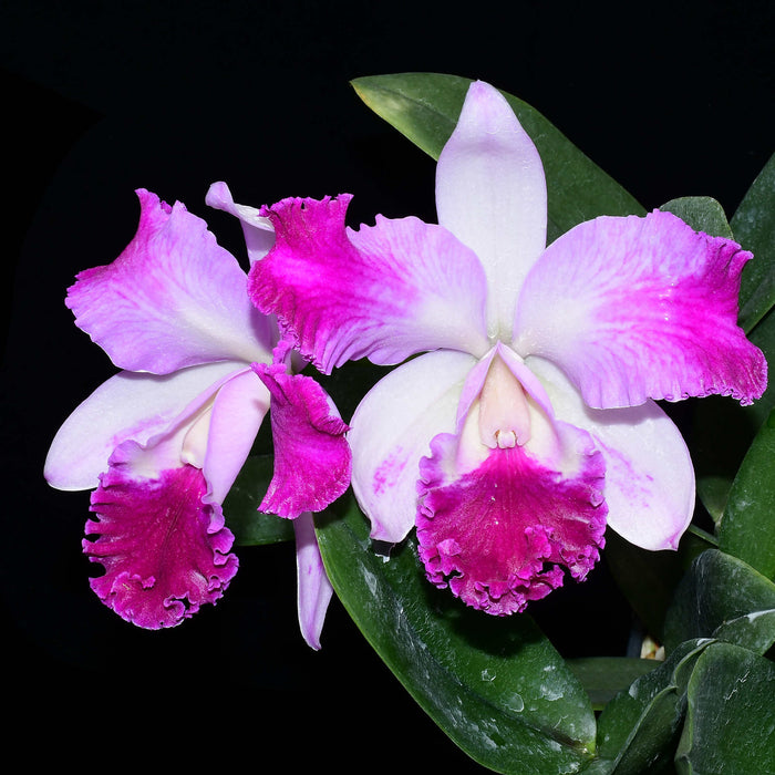 Rhyncholaeliocattleya Guillermo Lasso