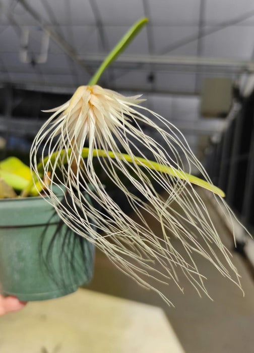 Bulbophyllum medusae