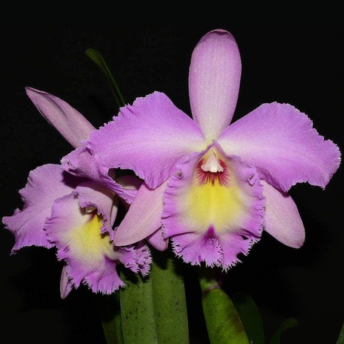 Rhyncholaeliocattleya Memoria Pipa Garcia Reinos