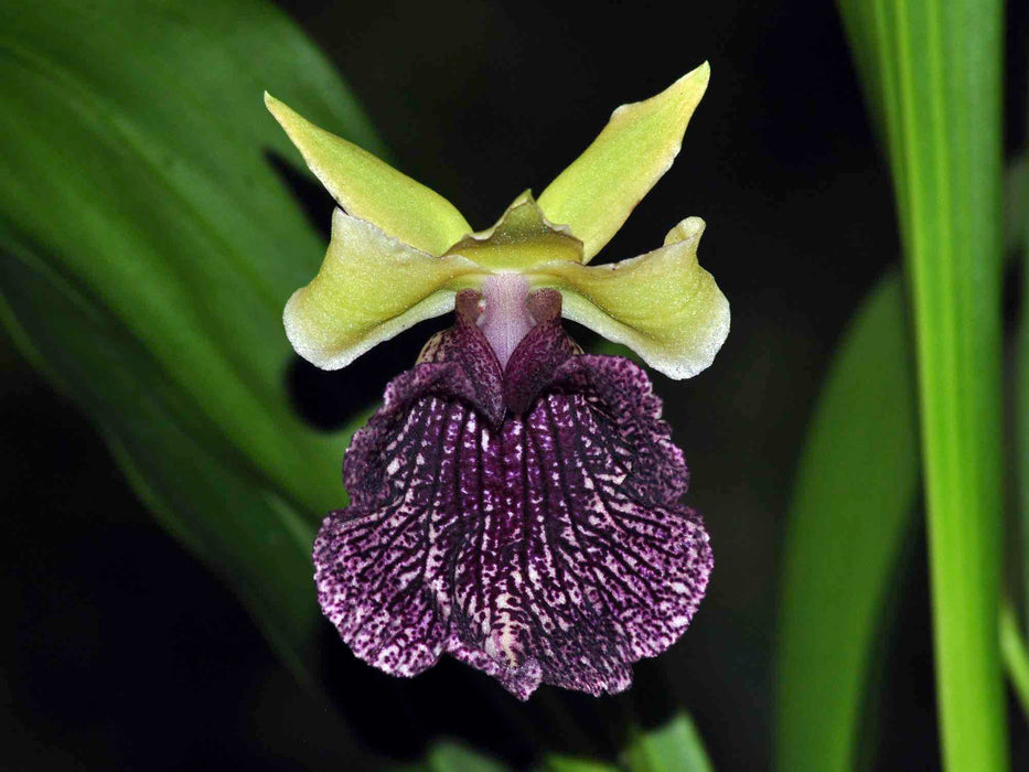 Warczewiczella timbiensis