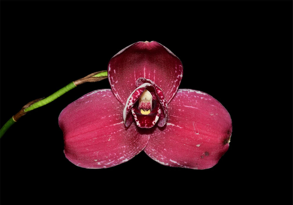 Lycaste Santiago de Guayaquil