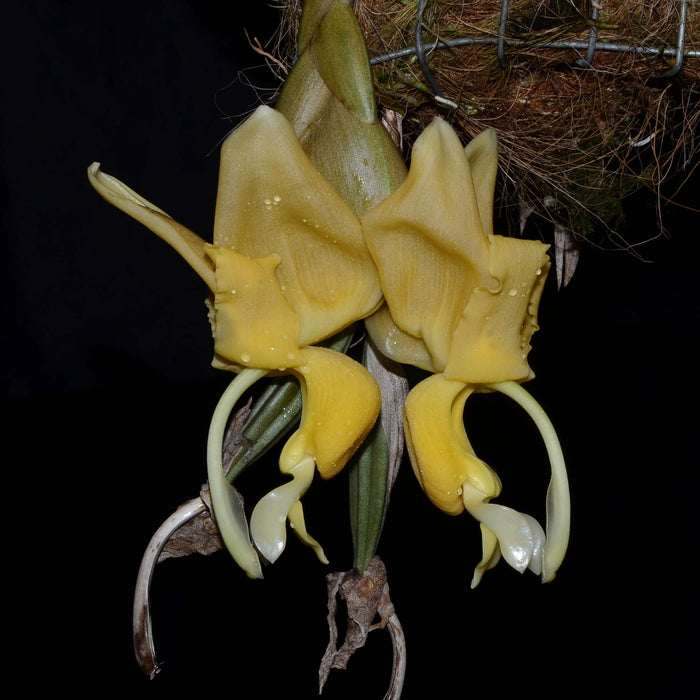 Stanhopea maduroi