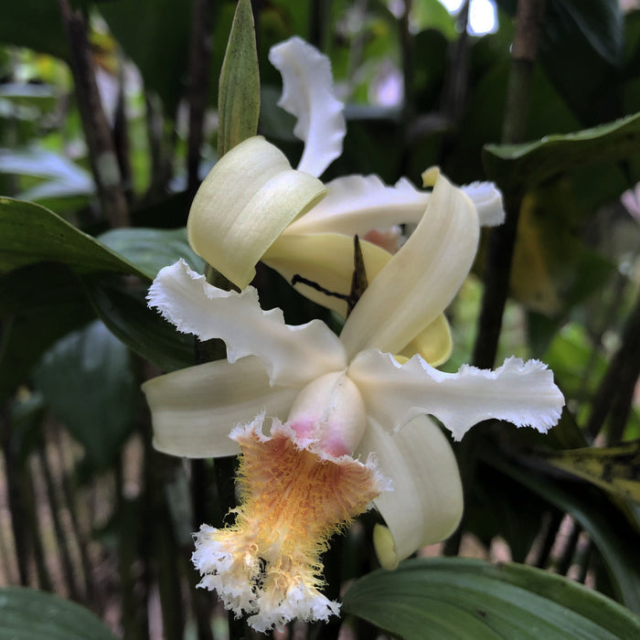 Sobralia fimbriata