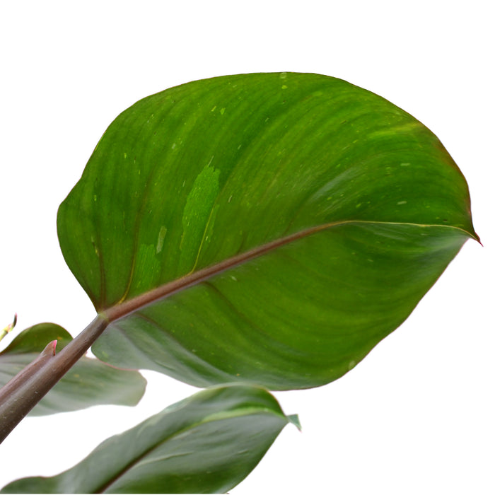 Philodendron White Princess