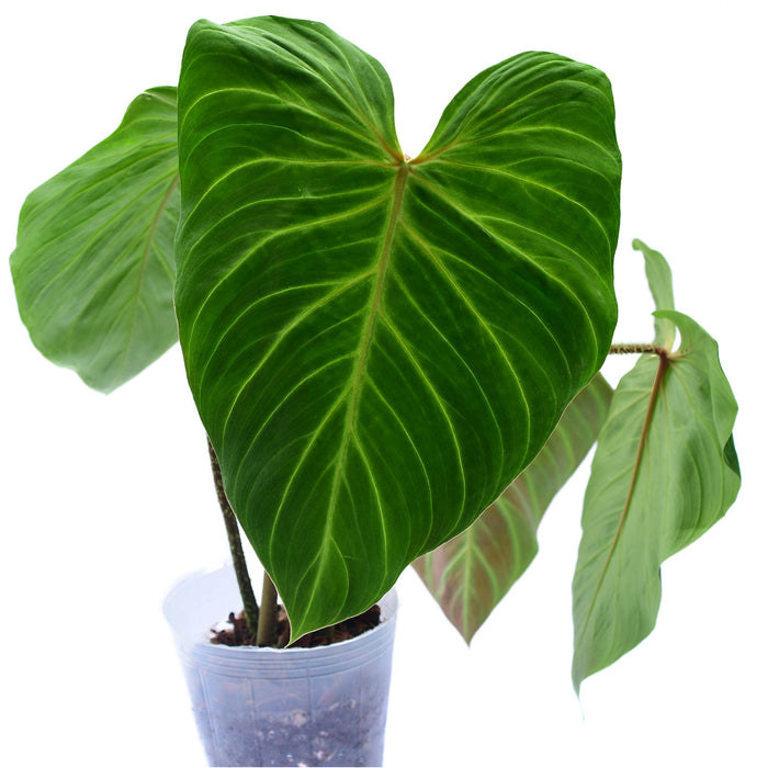 Philodendron verrucosum J.C.L.