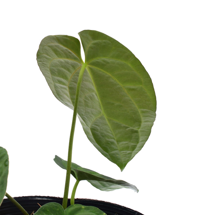 Anthurium papillilaminum x Anthurium crystallinum 'Inverse crossing' (S)