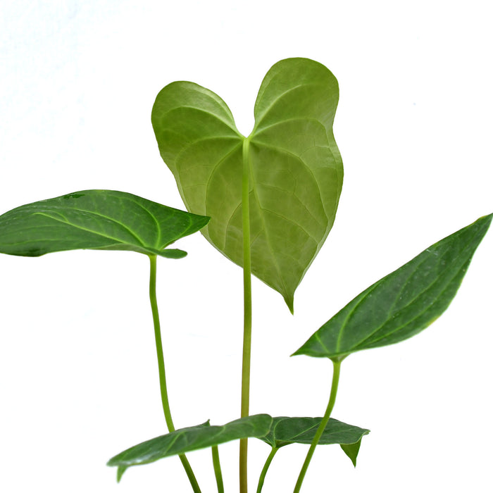 Anthurium falcatum 'Delta' x Anthurium Magnificent Girl