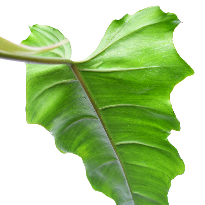 Philodendron pinnatilobum aff x Philodendron tortum