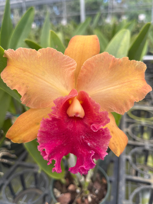 Rhyncholaeliocattleya Bob Crowder