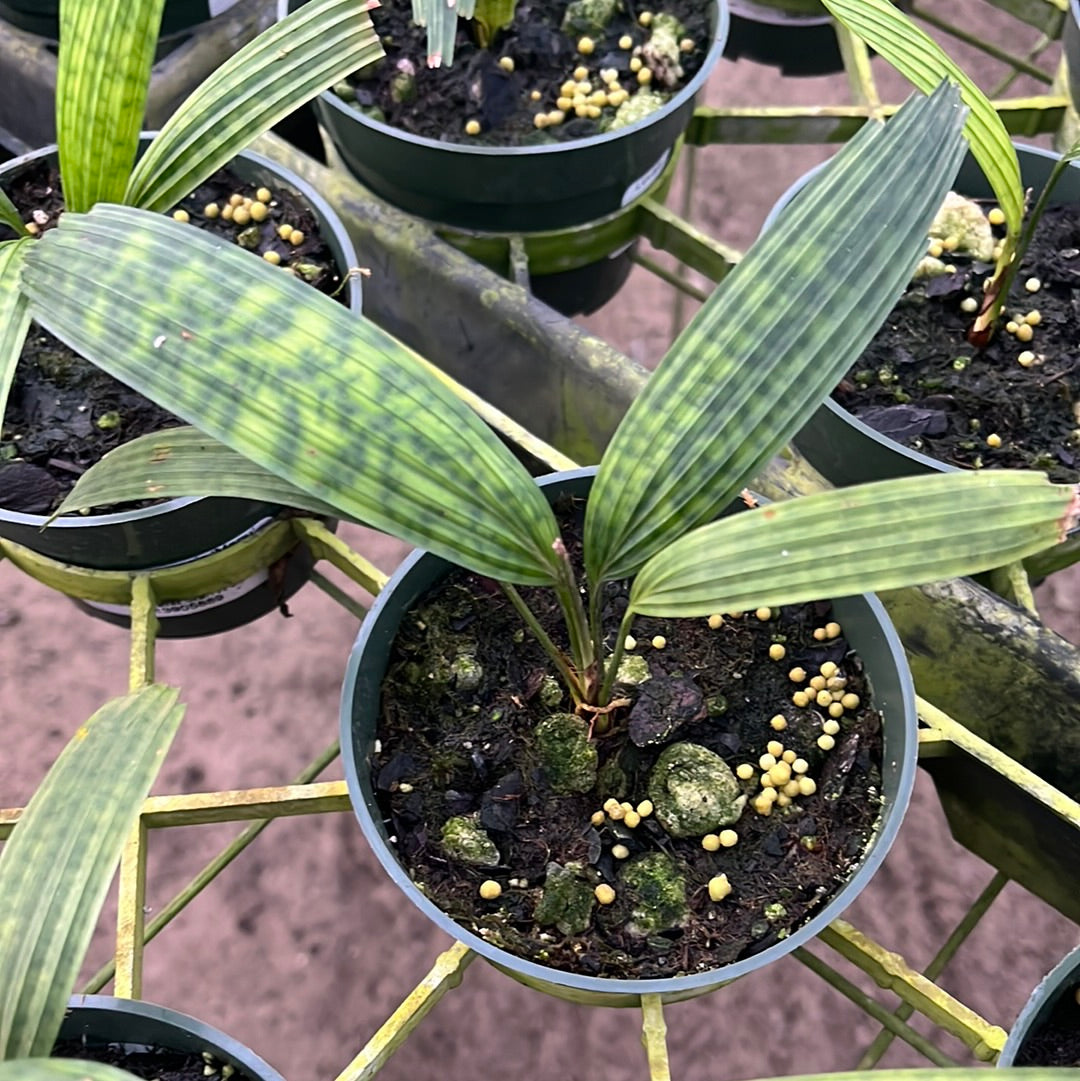 ボルネオ原産　Licuala mattanensis 'Mapu'　リクアラマプ Licuala mattanensis 'Mapu' — Ecuagenera USA Corp