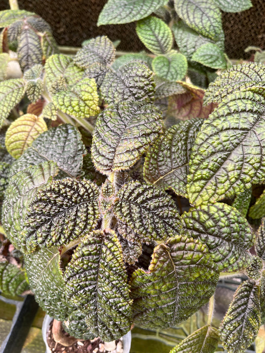 Episcia corrugada