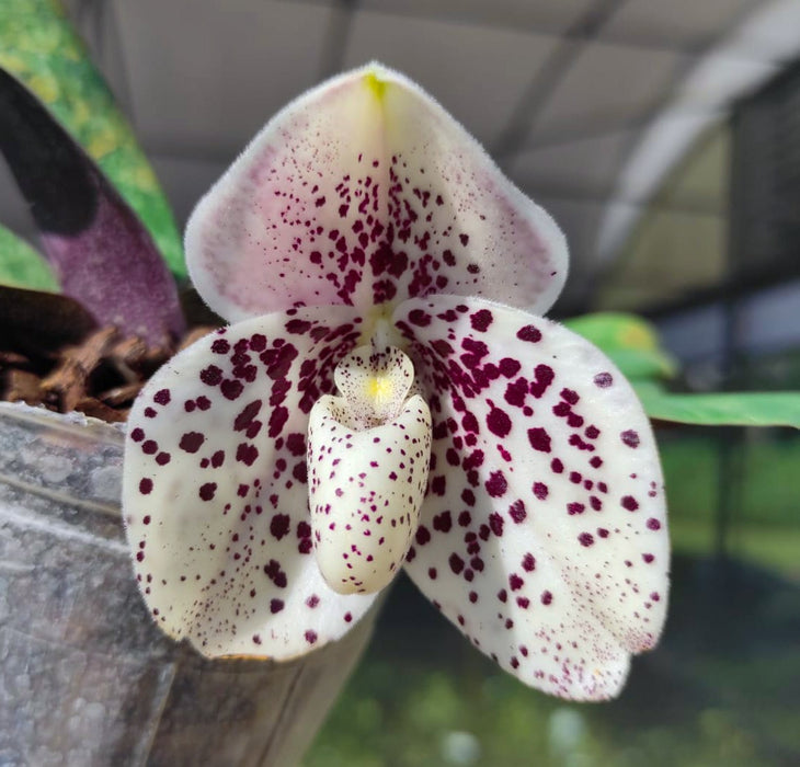 Paphiopedilum bellatulum