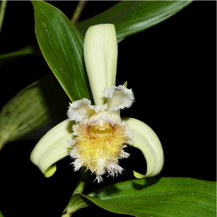 Sobralia fimbriata