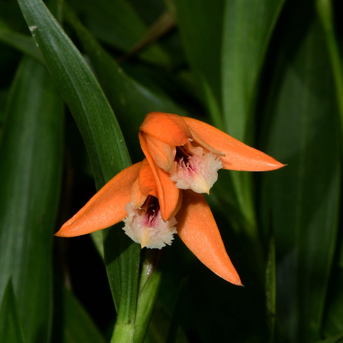 Sobralia crocea