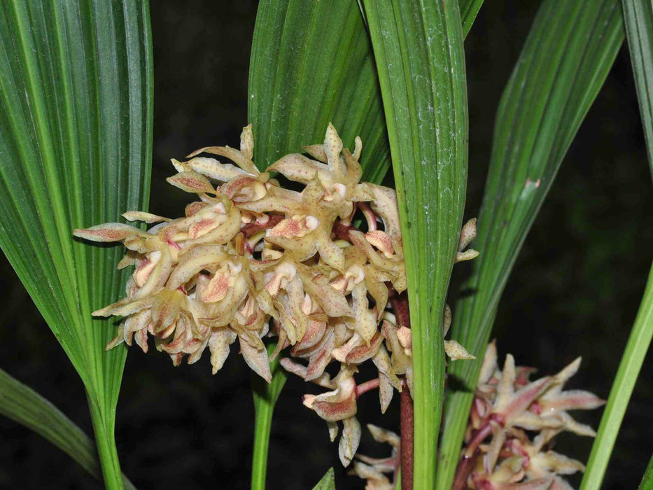 Xylobium leontoglossum