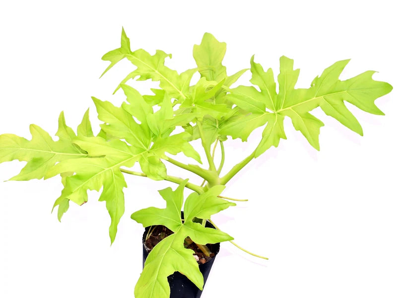 Philodendron selloum 'Golden'