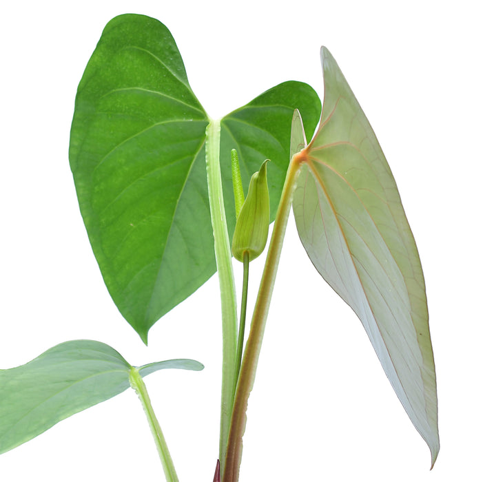 anthurium cay cee Anthurium cerrocampanense - Large Heart-Shaped Leaves