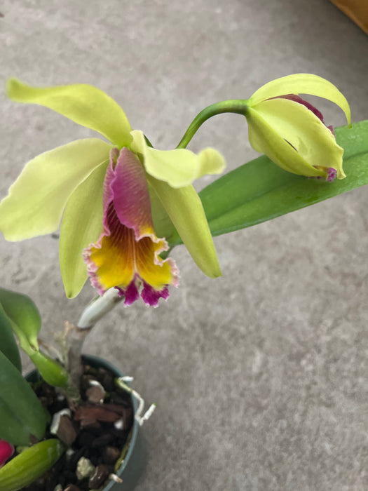 Cattleya Aurora (1905)