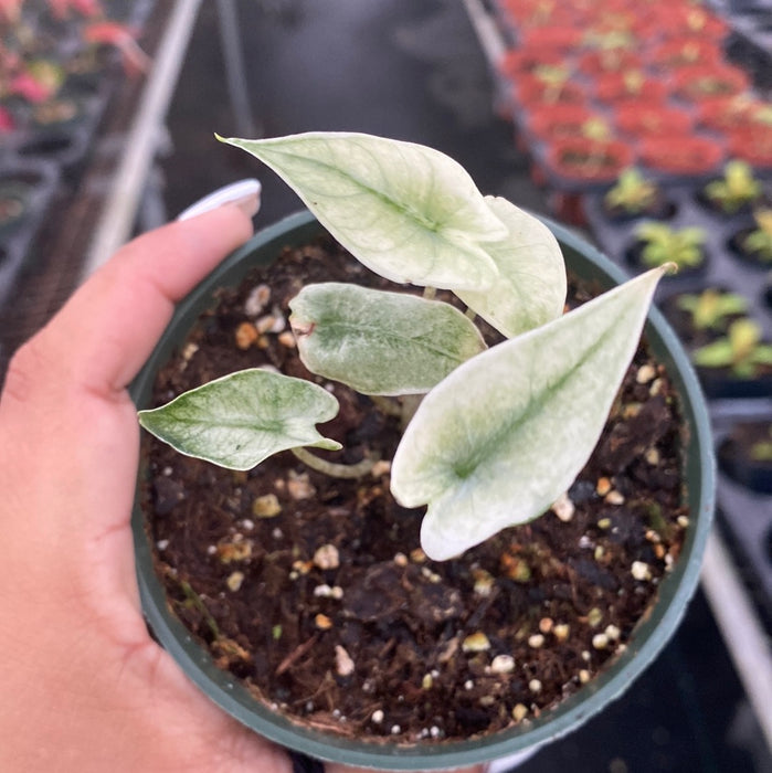 Alocasia zebrina mint var.